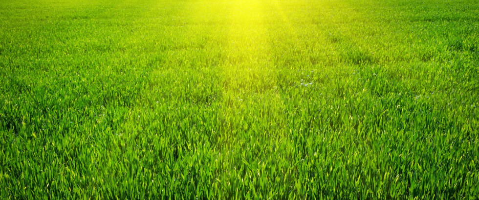 Grass