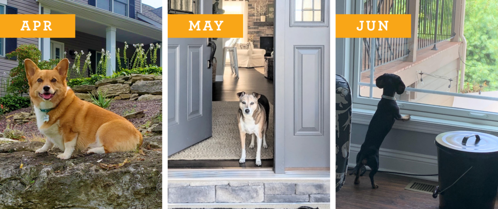 Dogs of Wayne Homes: Apr, May, Jun
