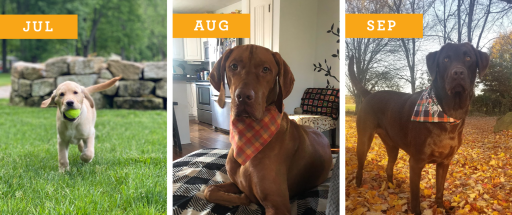 Dogs of Wayne Homes:Jul, Aug, Sep