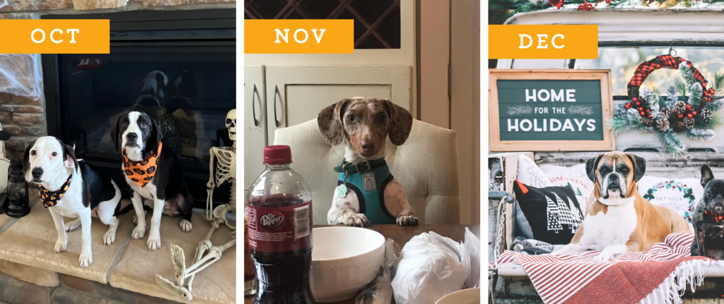 Dogs of Wayne Homes: Oct, Nov, Dec